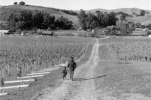 John’s father Tony Truchard moves his family to the west coast from Texas, eventually buying land in Carneros, Napa Valley.
